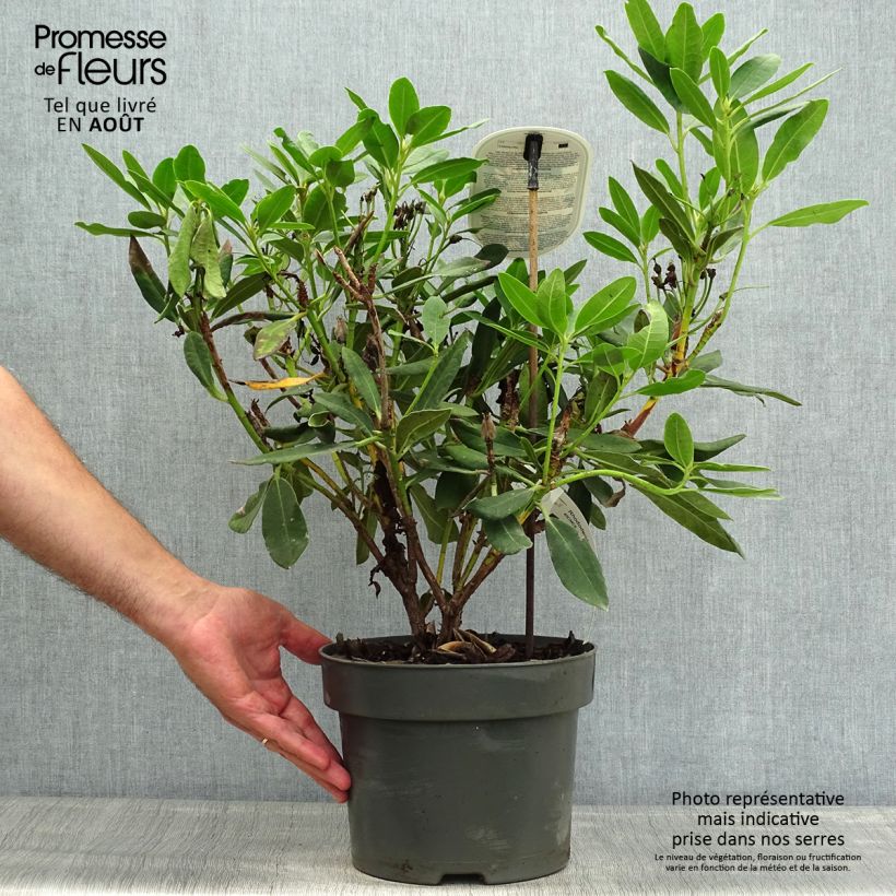 Rhododendron INKARHO Bernstein 4L/5L pot sample as delivered in summer