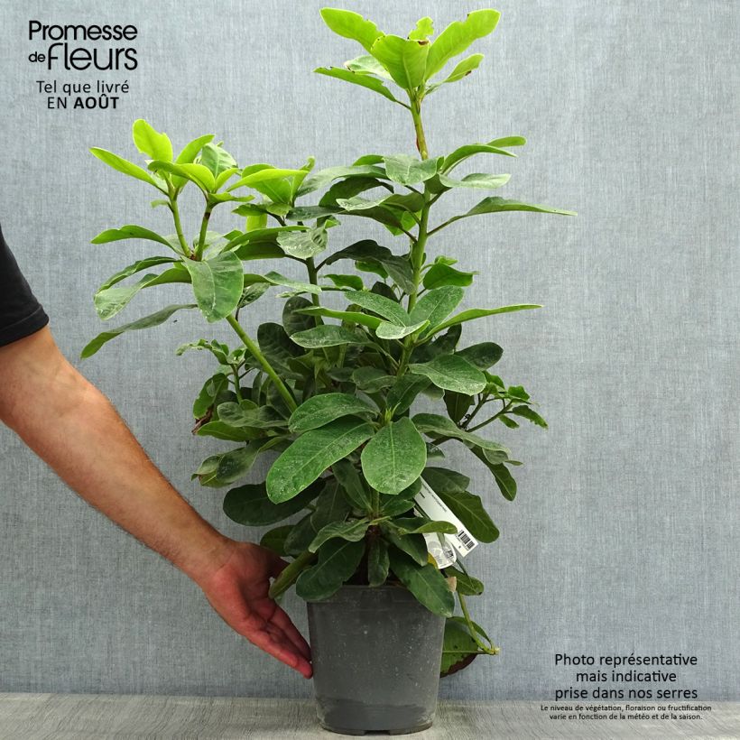 Rhododendron INKARHO Furnivalls Daughter 3L/4L pot 25/30cm sample as delivered in summer