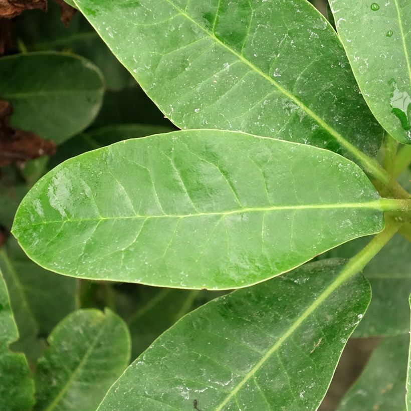 Rhododendron INKARHO Furnivalls Daughter (Foliage)