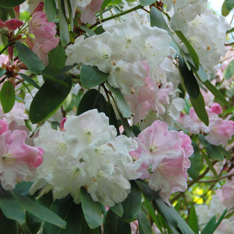 Rhododendron loderi King George (Flowering)