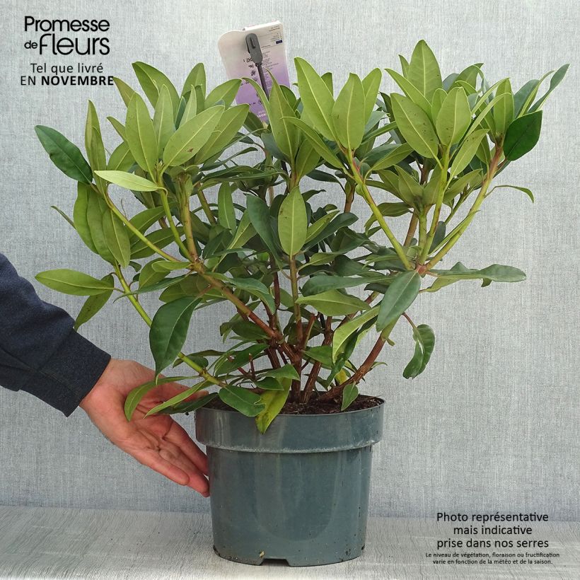 Rhododendron Marie Forte (Madame Fortier) - Grand Rhododendron Pot de 4L/5L sample as delivered in autumn