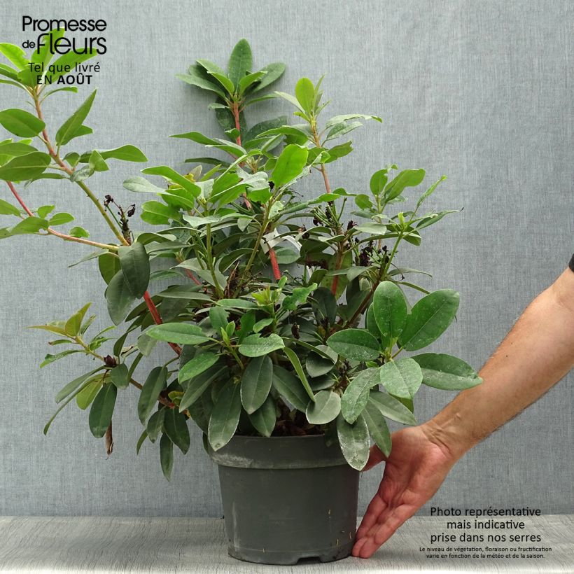 Rhododendron Marie Forte 4L/5L pot sample as delivered in summer