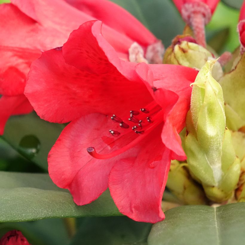 Rhododendron Melville (Flowering)