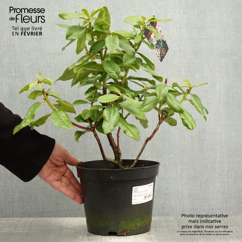 Rhododendron Mrs T.H. Lowinski en pot de 4L/5L sample as delivered in winter