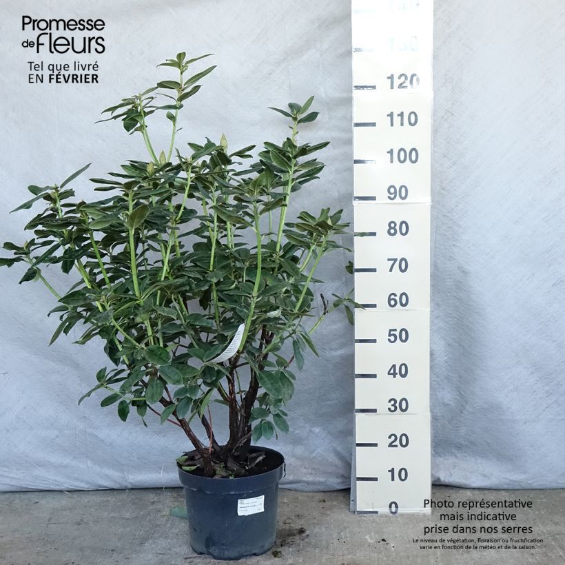 Rhododendron Mrs T.H. Lowinski en pot de 7,5L/10L sample as delivered in winter