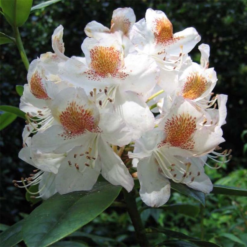 Rhododendron Mrs T.H. Lowinsky (Flowering)