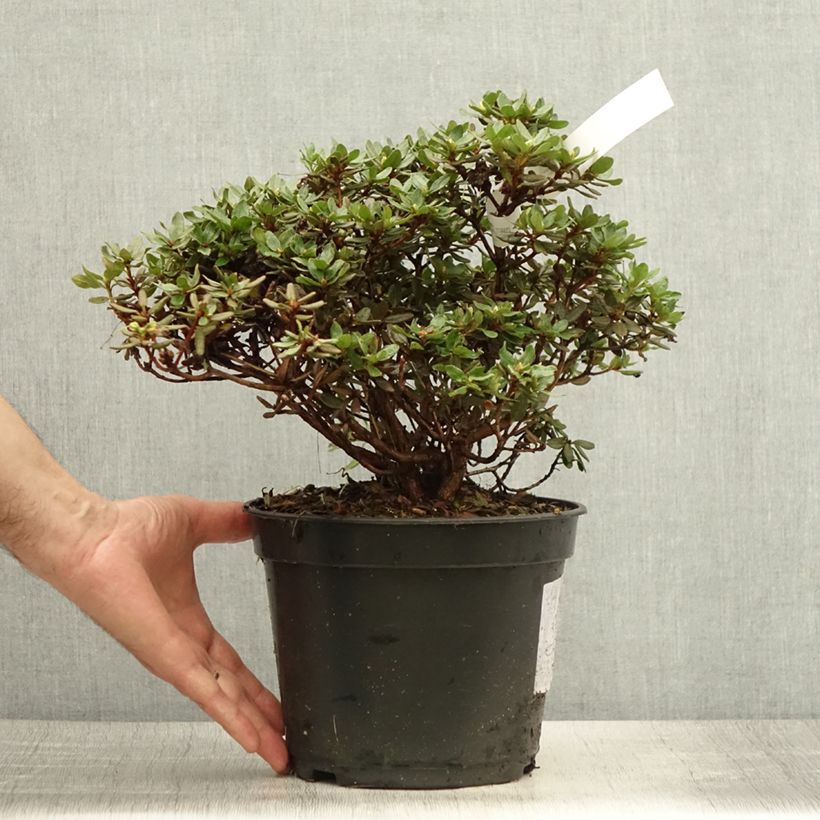 Rhododendron impeditum Azurika 2L/3L pot sample as delivered in summer