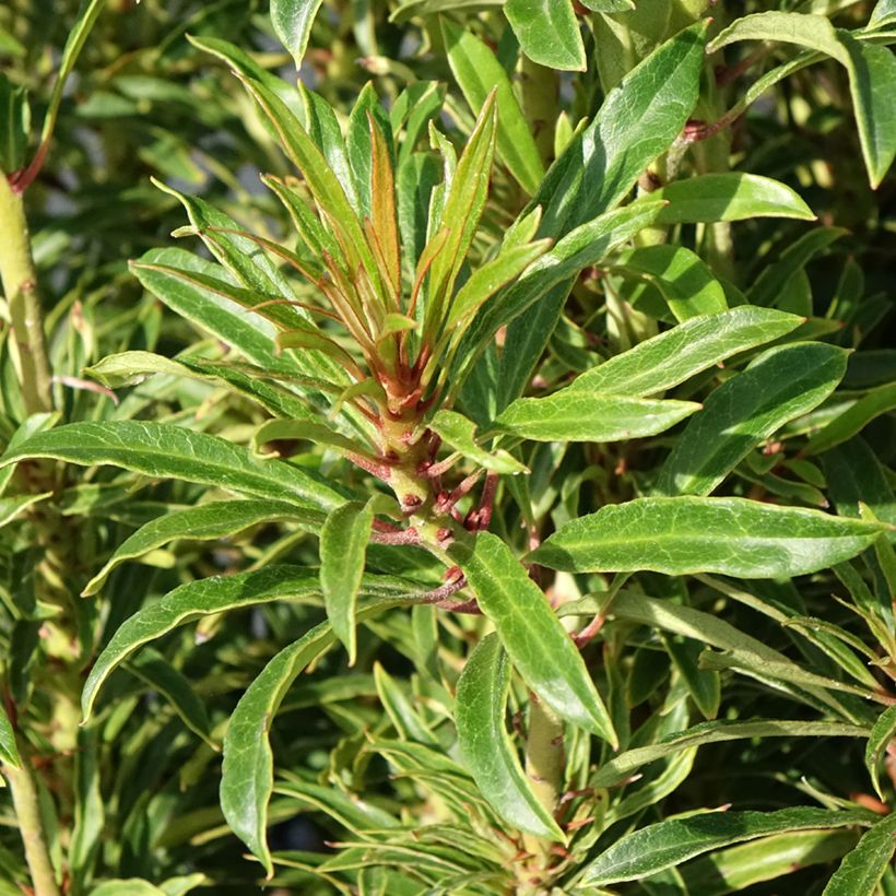 Rhododendron Grazeasy Dark Pink (Foliage)