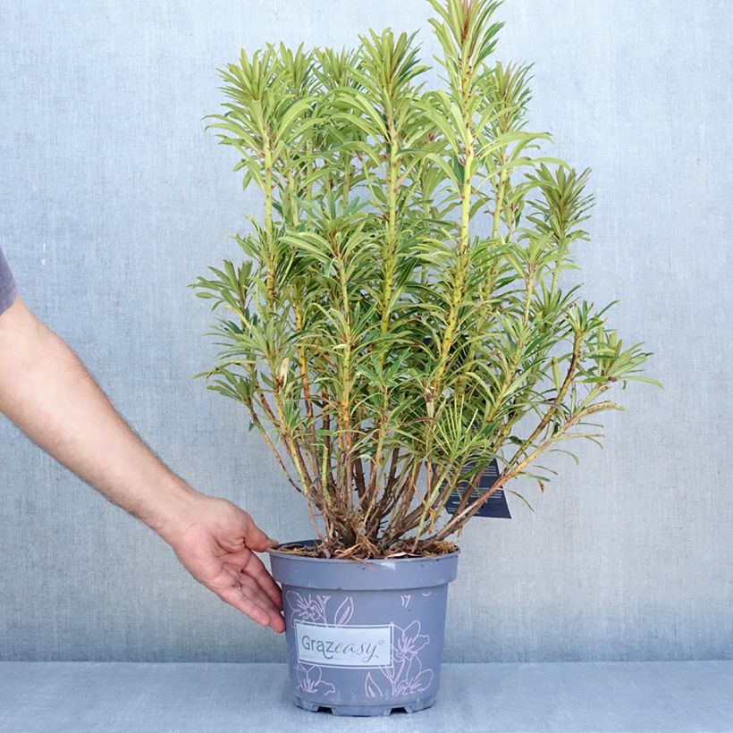 Rhododendron Grazeasy Dark Pink  4L/5L pot sample as delivered in summer