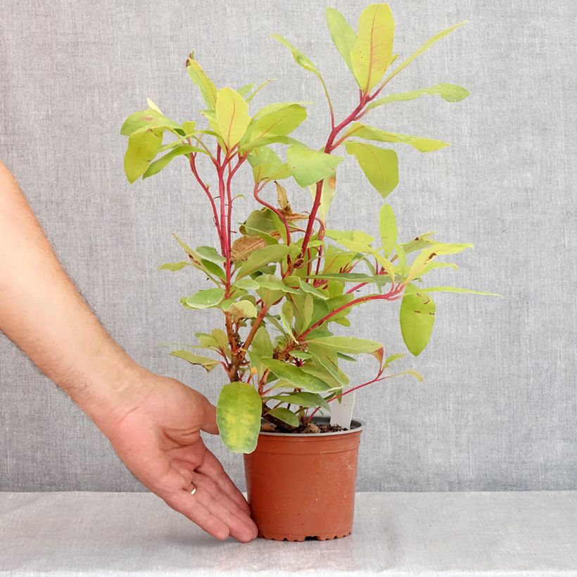 Rhododendron ponticum 12cm pot sample as delivered in summer