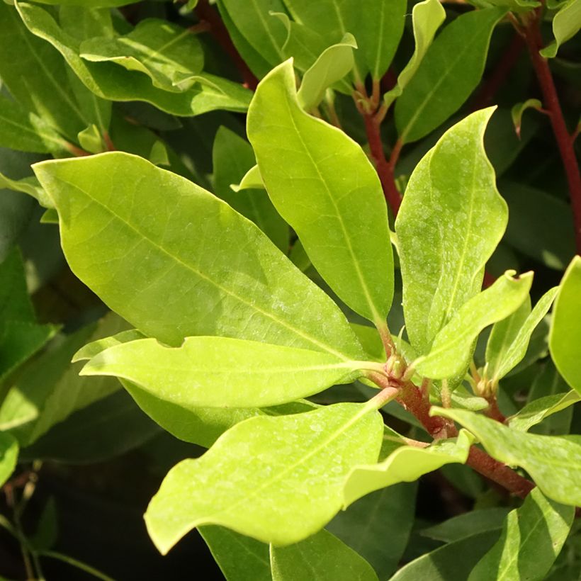 Rhododendron ponticum Roseum (Foliage)