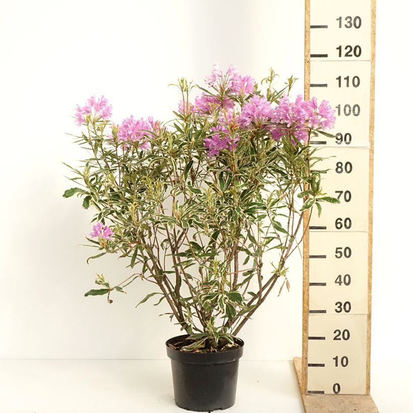Rhododendron ponticum Variegatum - Grand Rhododendron en pot de 7,5L/10L sample as delivered in spring