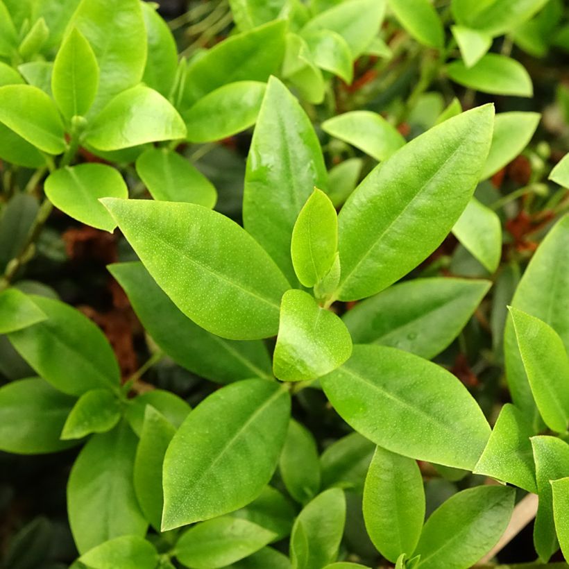 Rhododendron  Princess Anne (Foliage)