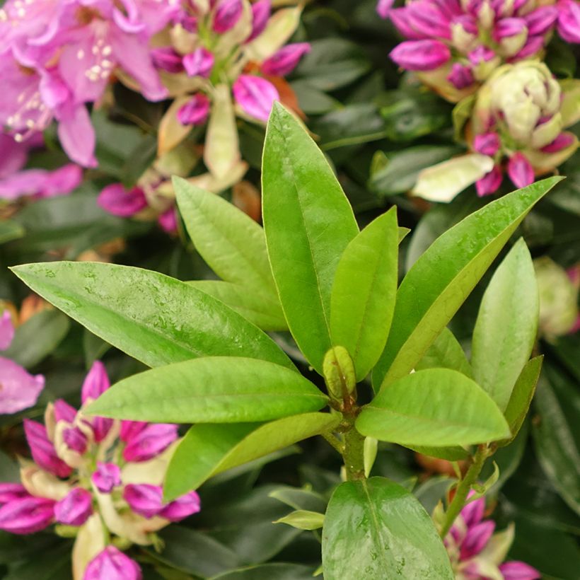 Rhododendron Red Eye (Foliage)