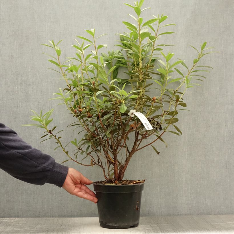 Rhododendron Saffron Queen 3L/4L pot sample as delivered in summer