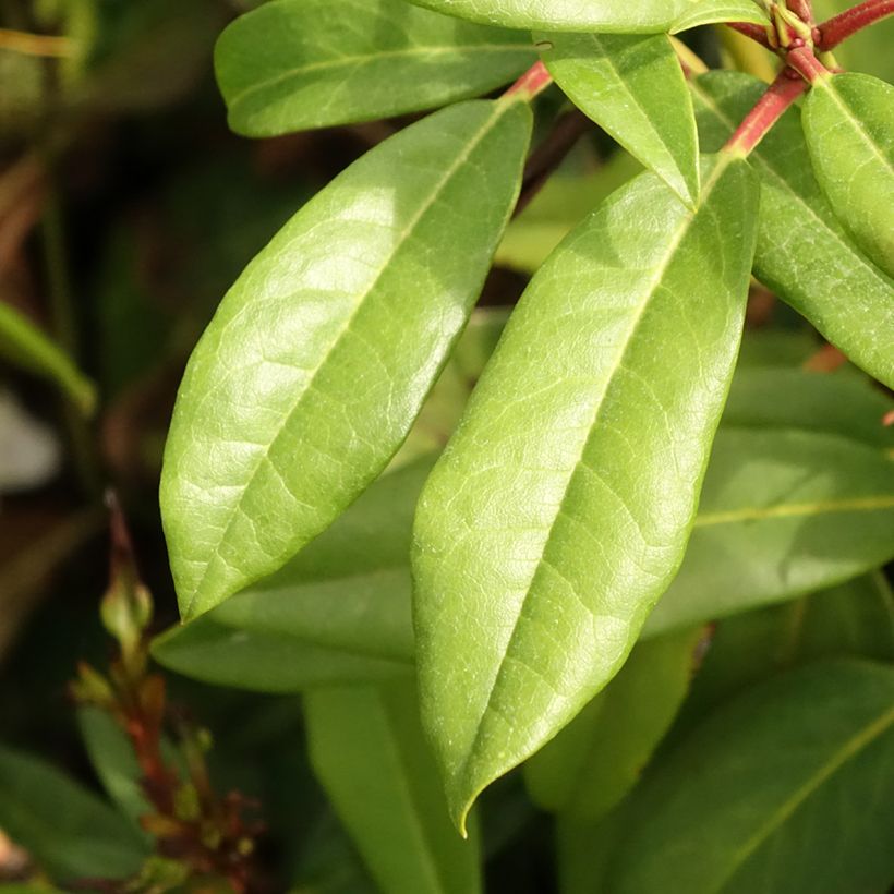 Rhododendron Sappho (Foliage)