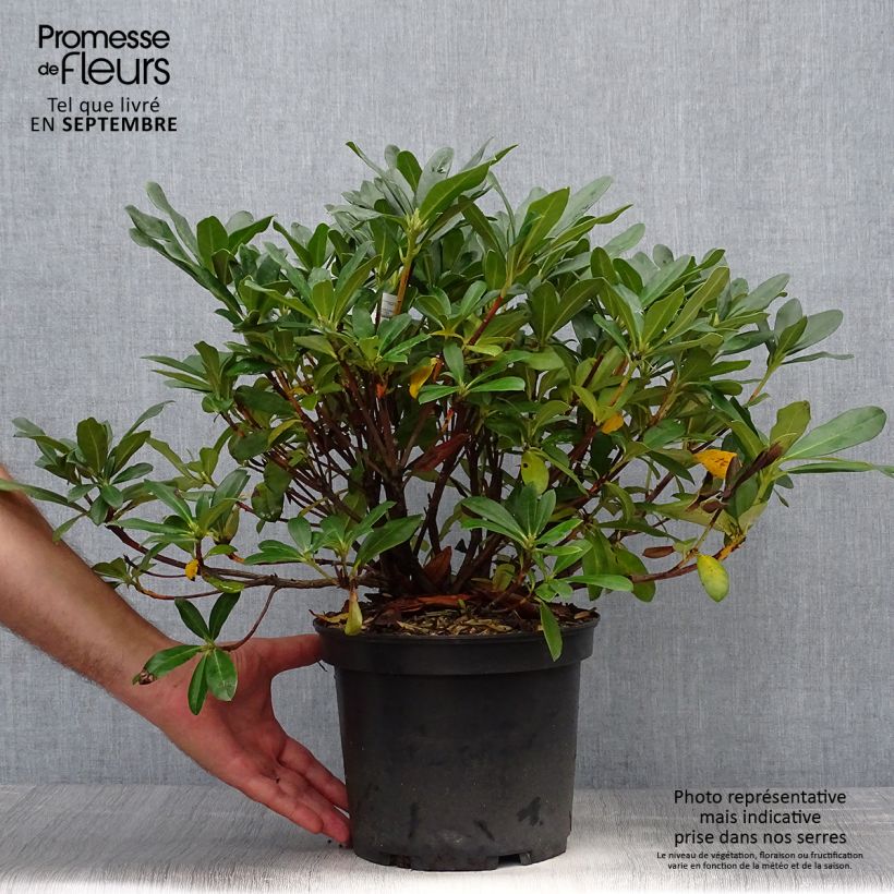 Rhododendron Scyphocalyx Pot de 4L/5L sample as delivered in autumn