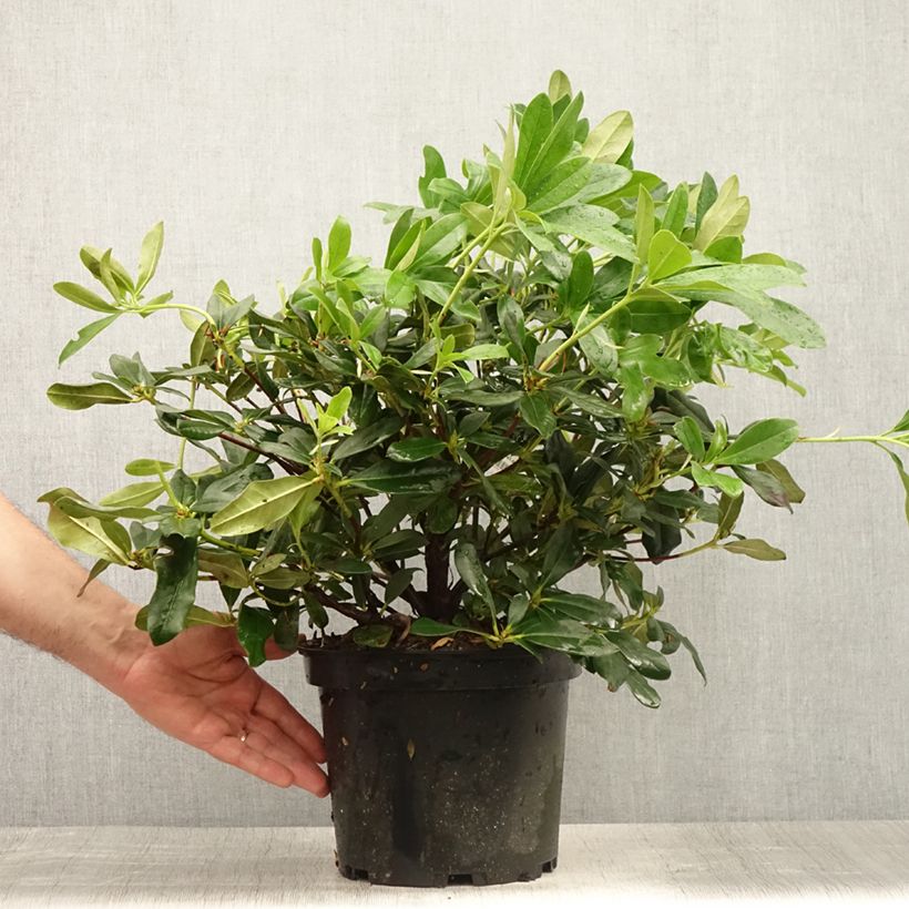 Rhododendron Scyphocalyx Pot de 7L sample as delivered in summer