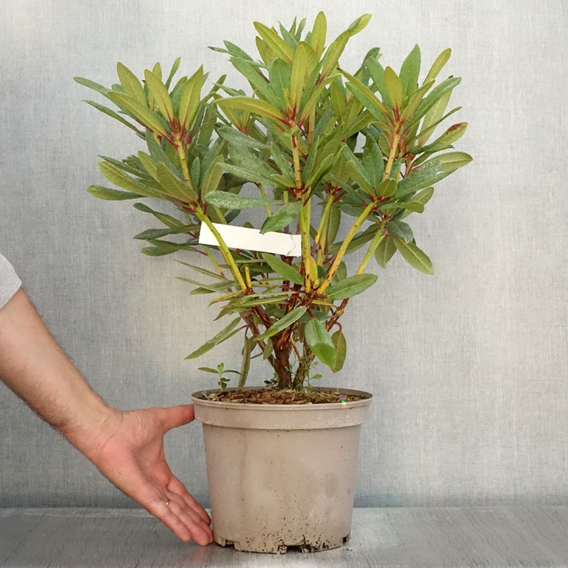 Rhododendron Tortoiseshell Orange Pot de 4L/5L sample as delivered in autumn