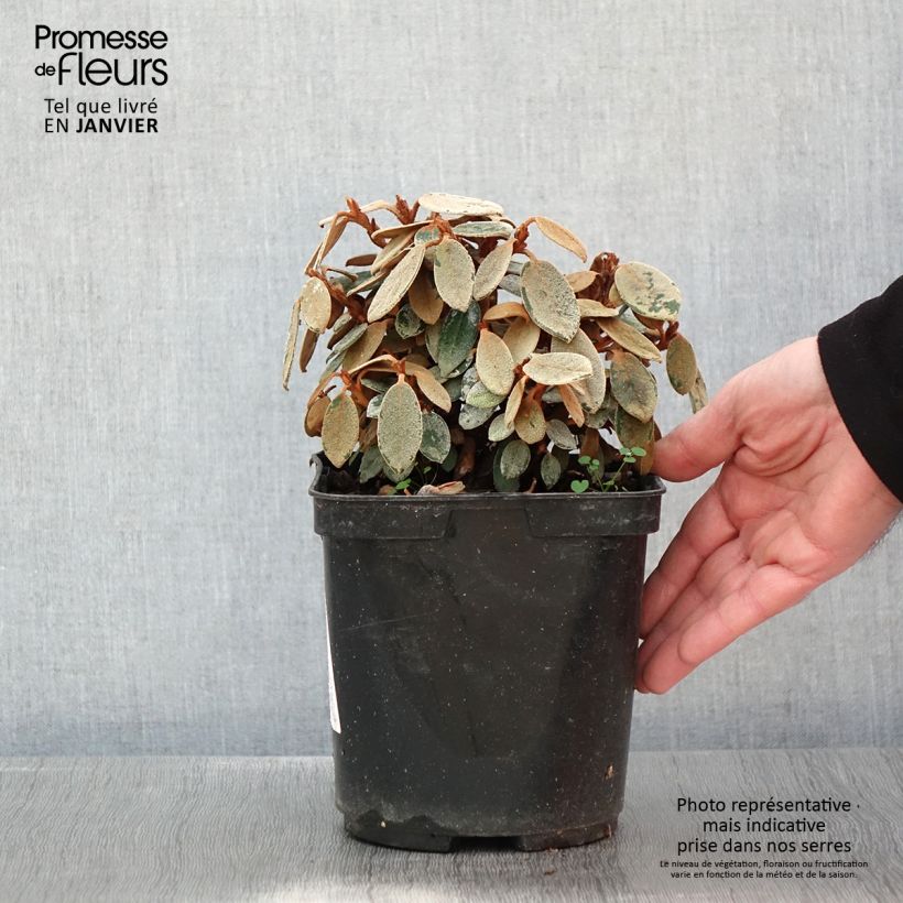 Rhododendron tsariense - rhododendron botanique Pot de 3L/4L sample as delivered in winter