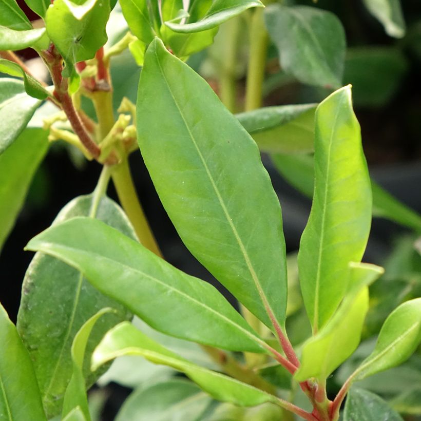 Rhododendron vireya Hendrik's Kers - Tropical Rhododendron (Foliage)