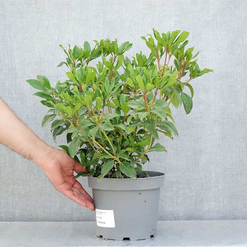 Rhododendron vireya Hendrik's Kers - Tropical Rhododendron 3L/4L pot sample as delivered in spring