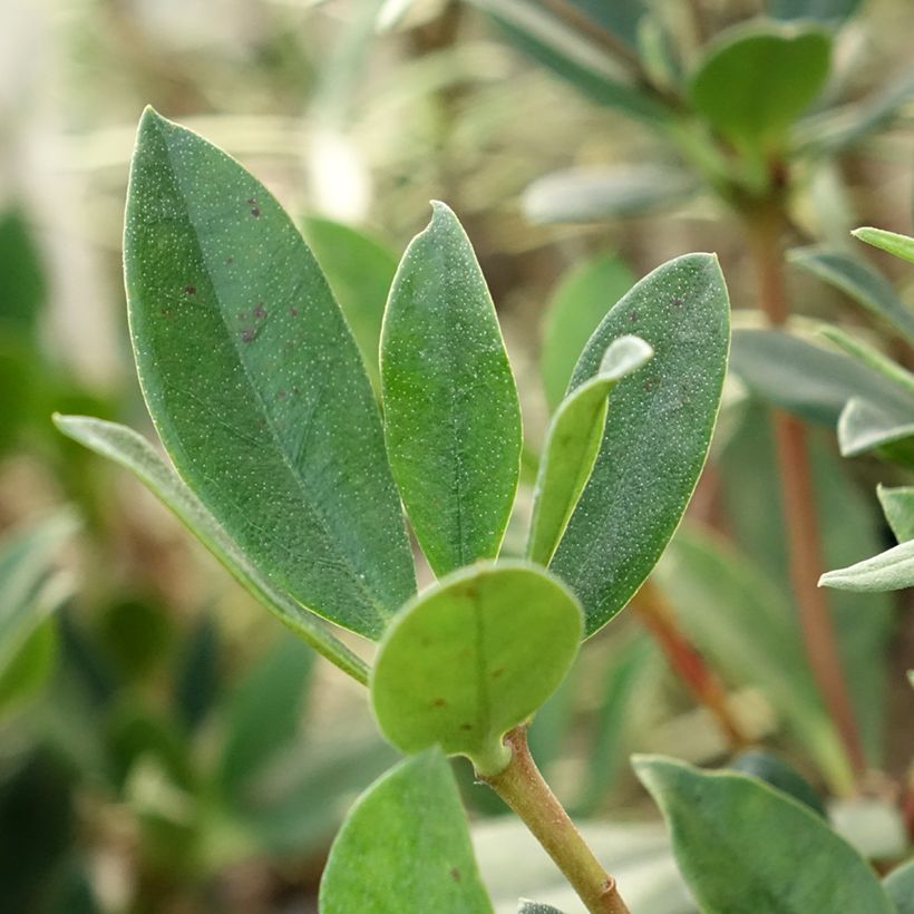 Rhododendron vireya Saxon blush - Tropical Rhododendron (Foliage)
