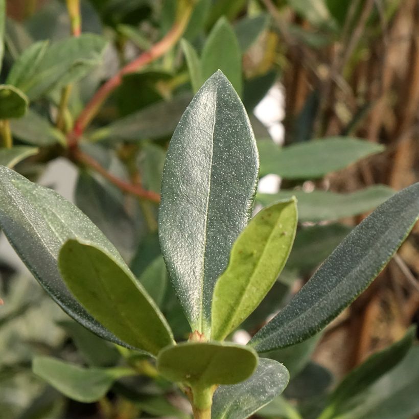 Rhododendron vireya Saxon blush - Tropical Rhododendron (Foliage)