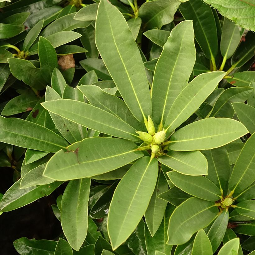 Rhododendron Wilgens Ruby (Foliage)