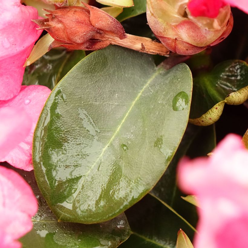 Rhododendron Gartendirektor Glocker (Foliage)