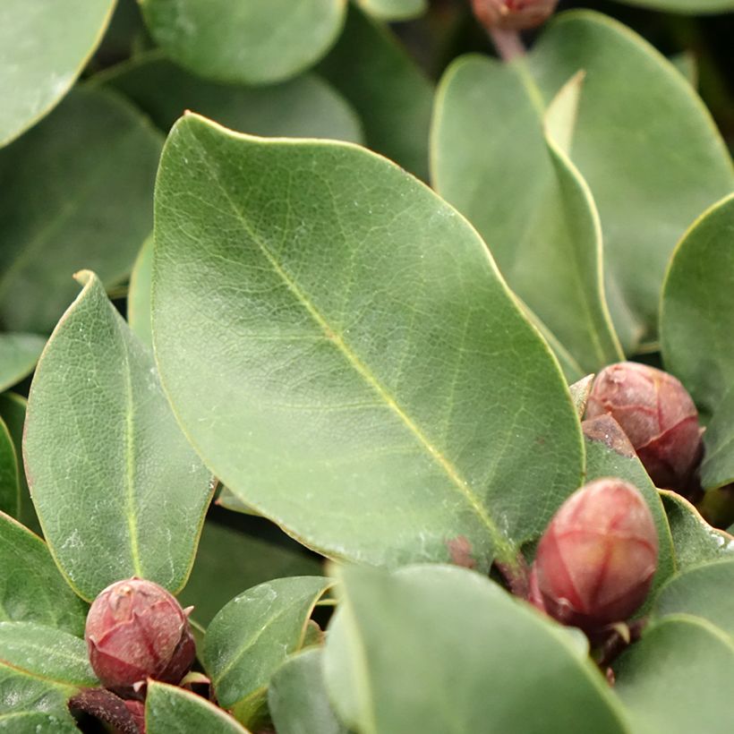 Rhododendron Gartendirektor Glocker (Foliage)