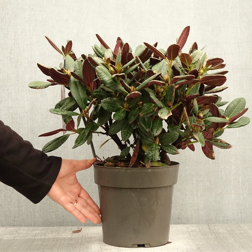 Rhododendron Wine & Roses 6L/7L pot sample as delivered in autumn