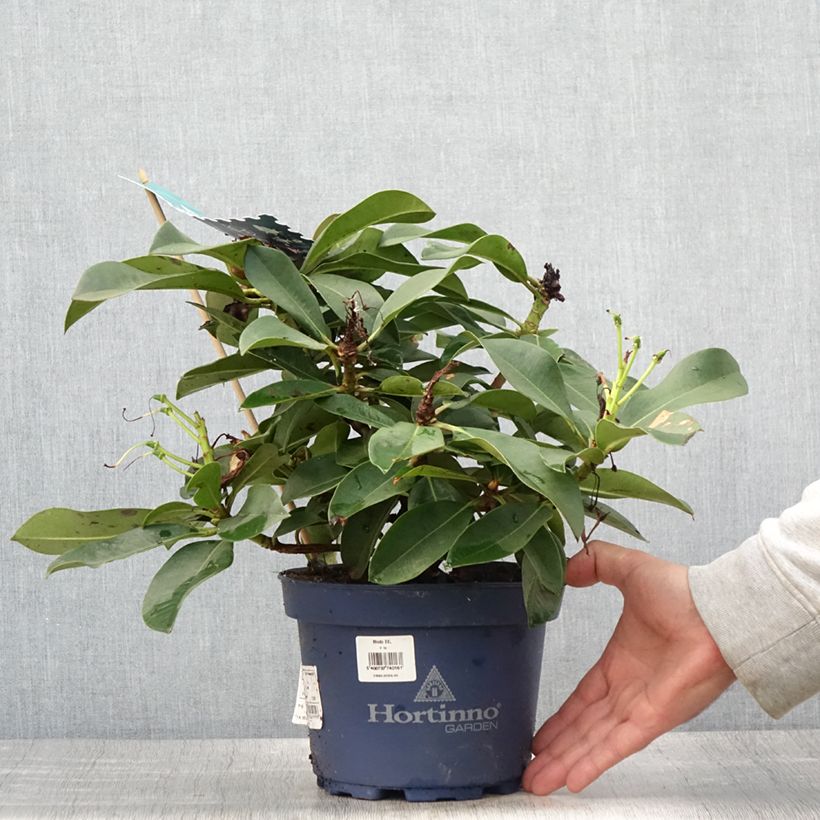 Rhododendron XXL 2L/3L pot sample as delivered in summer