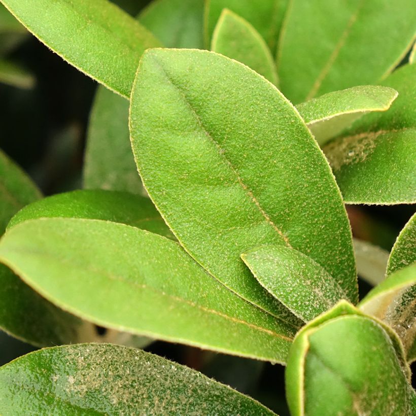Rhododendron Debbie Dane - Yakushimanum rhododendron (Foliage)