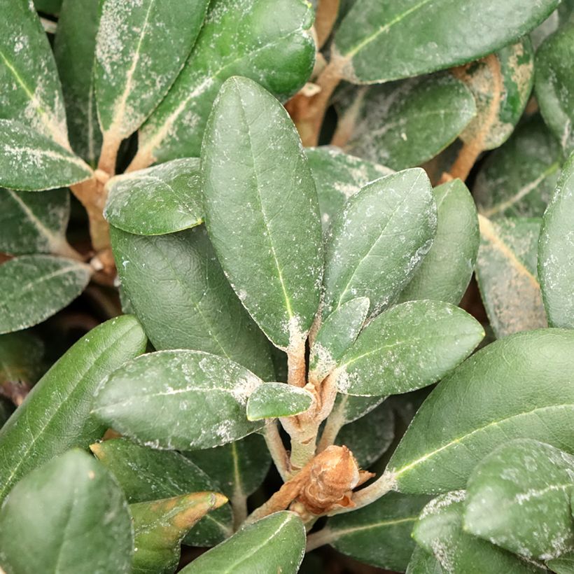 Rhododendron Debbie Dane - Yakushimanum rhododendron (Foliage)