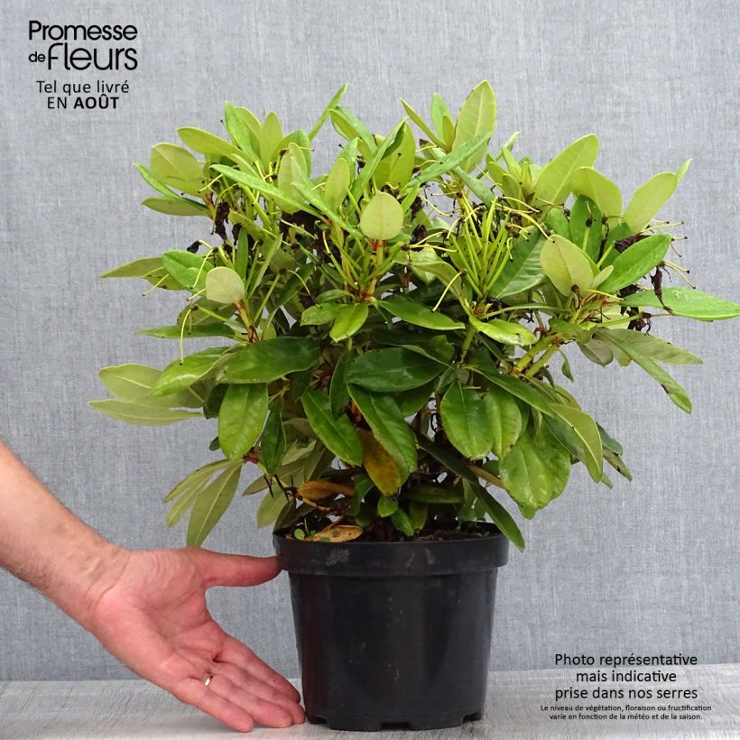 Rhododendron yakushimanum Dopey 2L/3L pot sample as delivered in summer