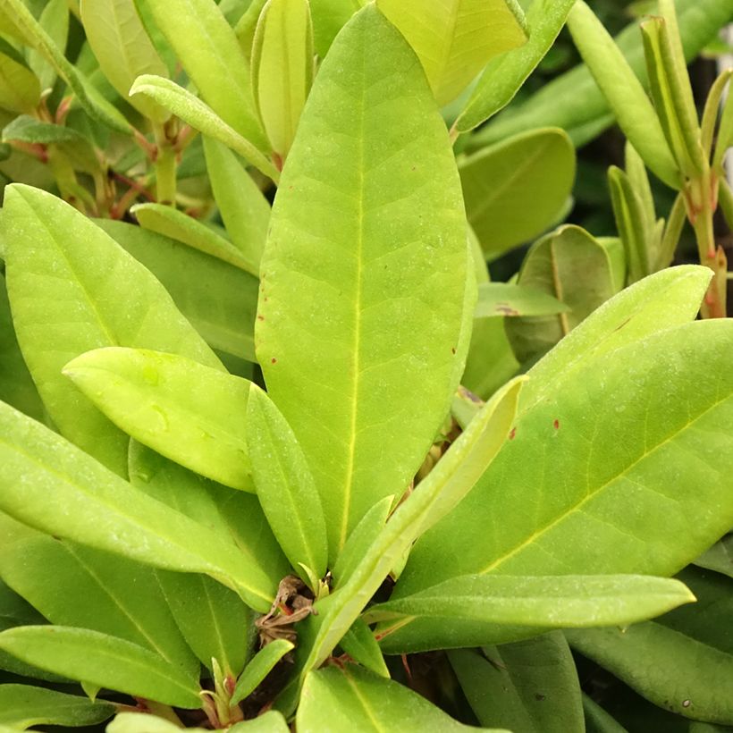 Rhododendron yakushimanum Dopey (Foliage)