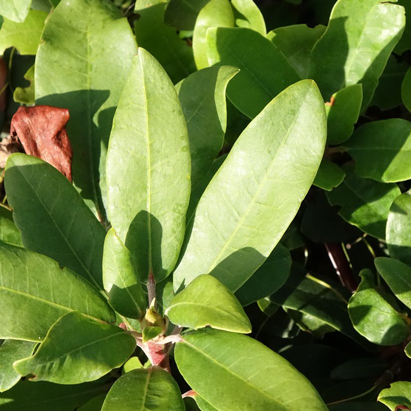 Rhododendron yakushimanum Bohlken's Roter Stern Inkarho (Foliage)