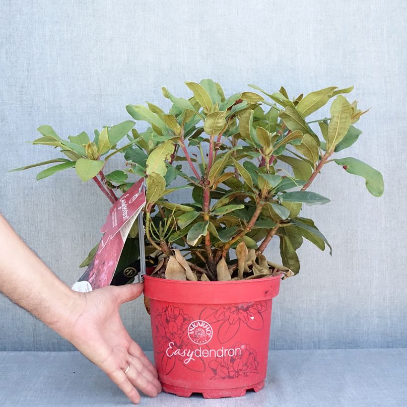 Rhododendron yakushimanum Bohlken's Roter Stern Inkarho 4L/5L pot sample as delivered in summer