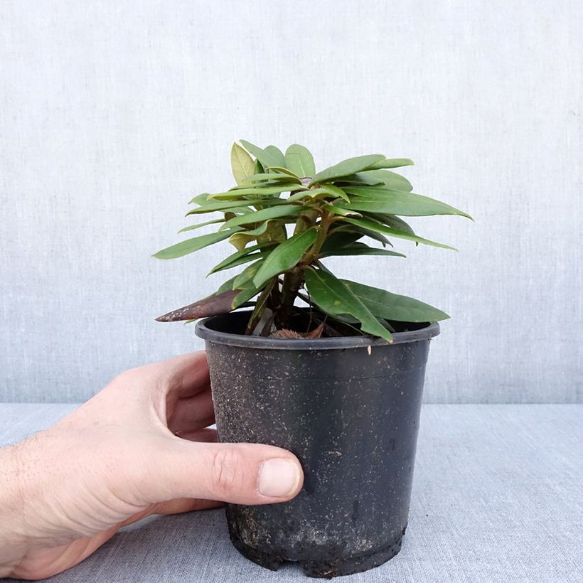 Rhododendron yakushimanum 'Kalinka' 12cm pot sample as delivered in winter