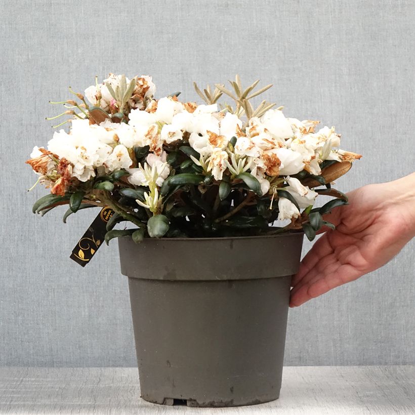 Rhododendron yakushimanum Koichiro Wada 4L/5L pot sample as delivered in summer