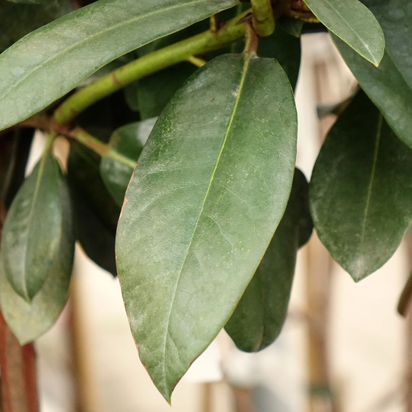 Rhododendron Morgenrot (Foliage)
