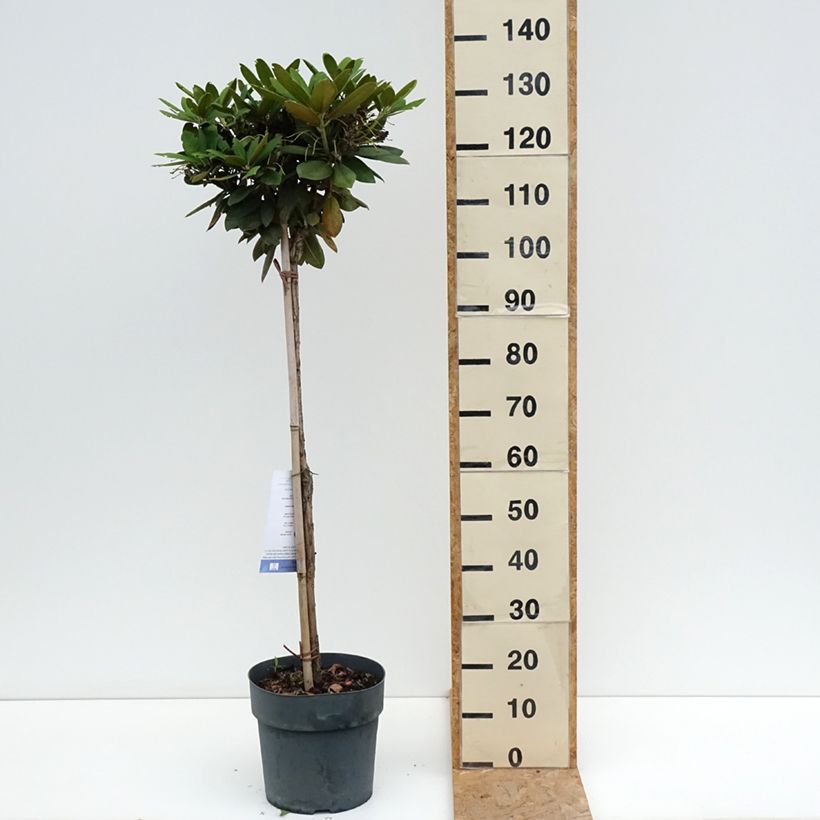 Rhododendron yakushimanum Polaris 7.5L/10L pot sample as delivered in summer