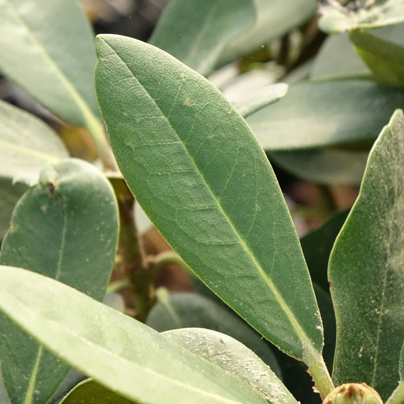 Rhododendron yakushimanum Silberwolke (Foliage)