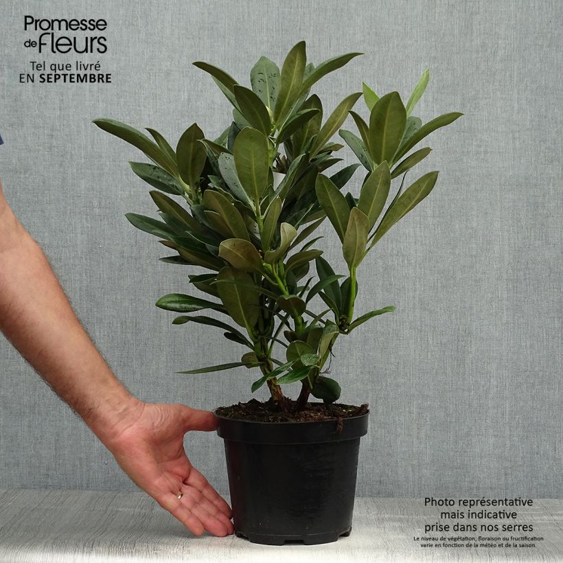 Rhododendron yakushimanum Sneezy Pot de 2L/3L sample as delivered in autumn