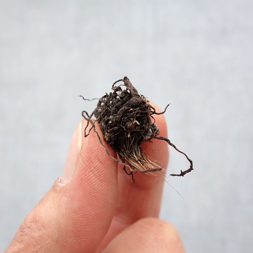 Rhodohypoxis White Princess - Rhodoxis Bulbe sample as delivered in spring