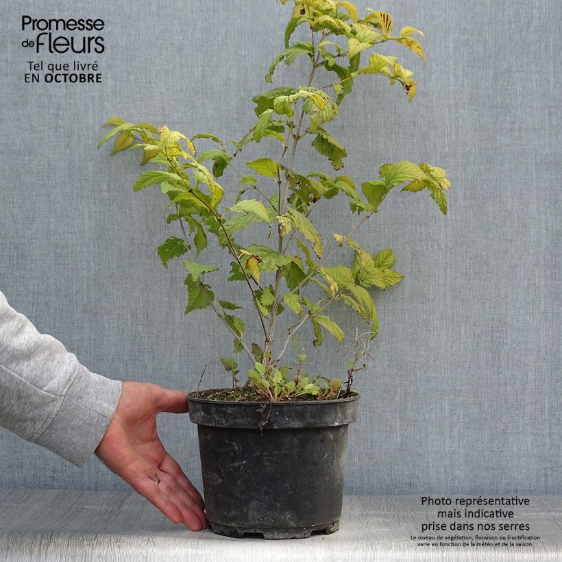 Rhodotypos scandens 3L/4L pot sample as delivered in autumn