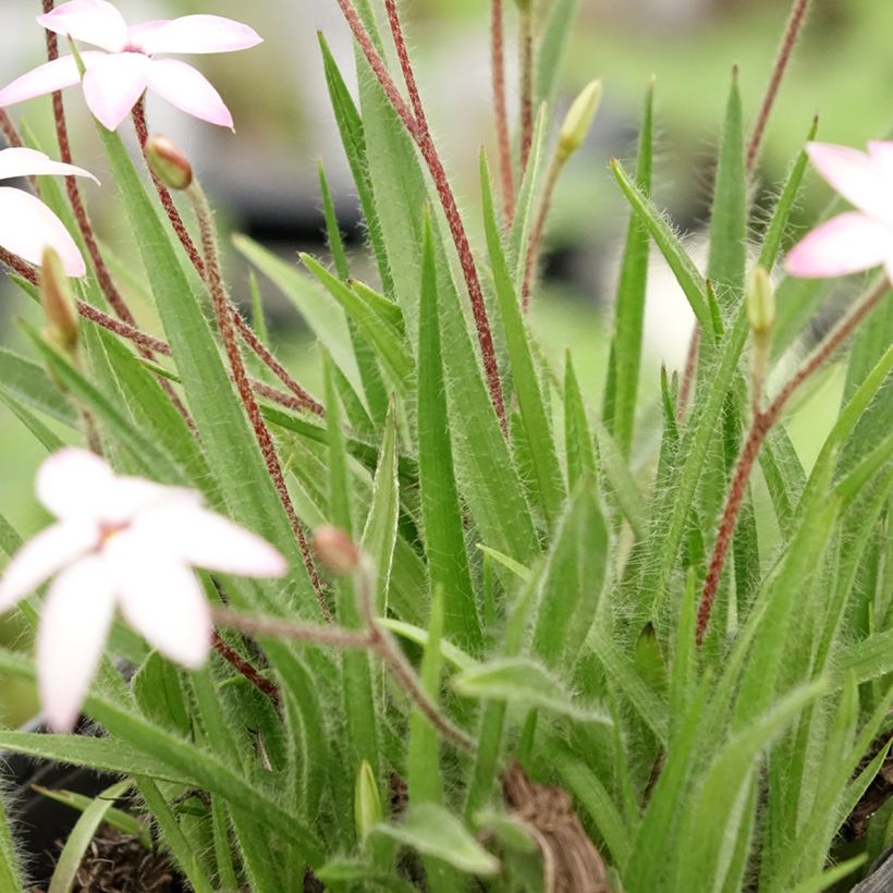 Rhodohypoxis Fairy Kisses (Foliage)