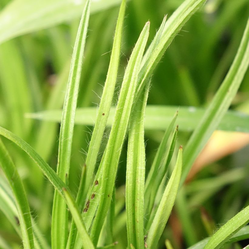 Rhodoxis Summer Stars Peppermint (Foliage)