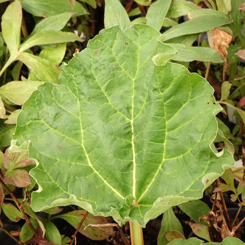 Frambozen Rood Rhubarb (Foliage)